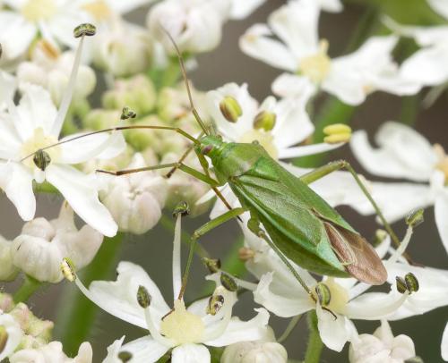 Réf. 328 056 : Calocoris affinis